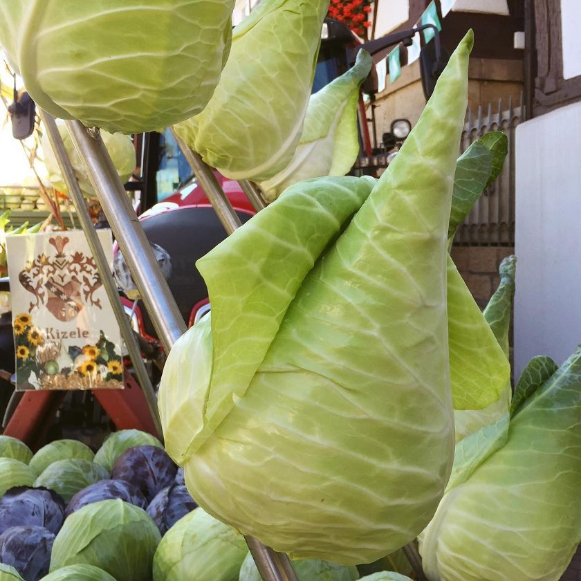 40 German Heirloom Giant Filderkraut Cabbage Brassica Seeds