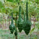 8 Heirloom Caveman's Club Dinosaur Gourd Seeds