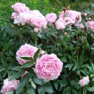 8 Hardy Peony Shrub Paeonia Seeds 8 Hardy Peony Shrub Paeonia Seeds