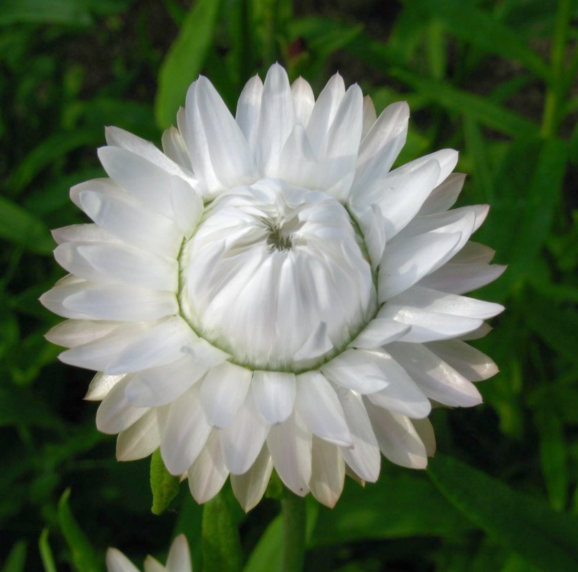 50 White Strawflower Everlasting Xeranthemum Seeds
