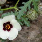 10 White Yellow Venice Mallow Hibiscus Seeds 10 White Yellow Venice Mallow Hibiscus Seeds