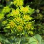 50 Lime Green Hare's Ear Bupleurum Seeds