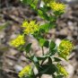 50 Lime Green Hare's Ear Bupleurum Seeds