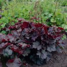 100 Dark Foliage Purple Coral Bells Heuchera Seeds 100 Dark Foliage Purple Coral Bells Heuchera Seeds