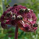 10 Korean Angelica gigas Seeds 10 Korean Angelica gigas Seeds
