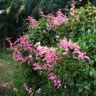 10 Pink Mexican Coral Vine Antigonon Seeds 10 Pink Mexican Coral Vine Antigonon Seeds