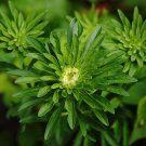 40 Emerald Green Aster Callistephus Seeds 40 Emerald Green Aster Callistephus Seeds