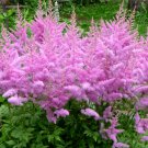 100 Pink Spikes False Spirea Astilbe Seeds 100 Pink Spikes False Spirea Astilbe Seeds