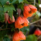 30 Flowering Maple Mix Abutilon Seeds 30 Flowering Maple Mix Abutilon Seeds