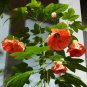 30 Flowering Maple Mix Abutilon Seeds