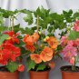 30 Flowering Maple Mix Abutilon Seeds