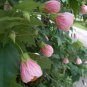 30 Flowering Maple Mix Abutilon Seeds