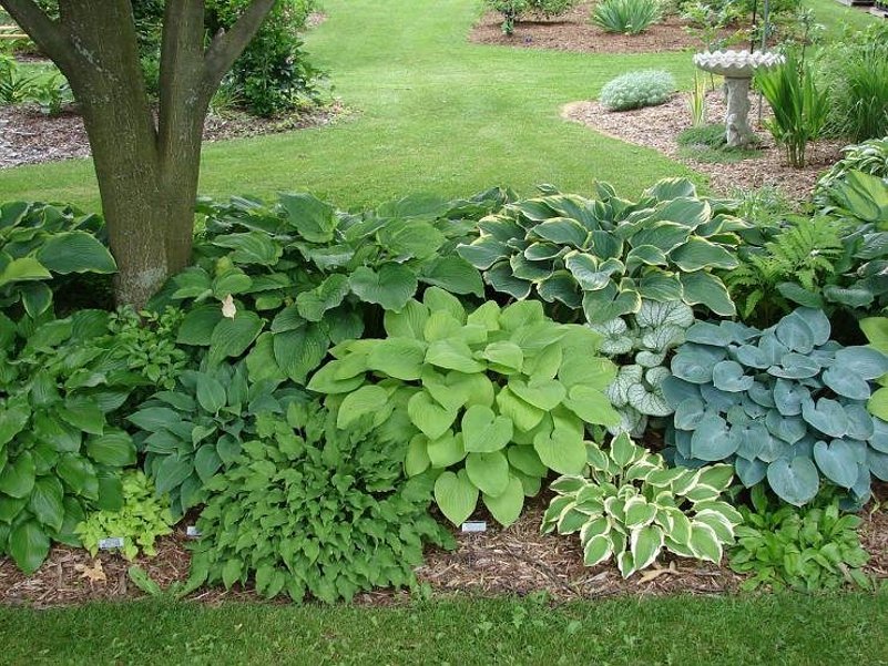 15 Ornamental Hosta Mix Seeds