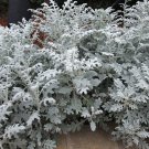 100 White Foliage Dusty Miller Jacobaea Seeds