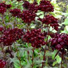 30 Maroon Sweet William Dianthus Sooty Seeds 30 Maroon Sweet William Dianthus Sooty Seeds