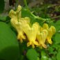 20 Golden Locket Vine Bleeding Heart Dactylicapnos Seeds