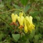 20 Golden Locket Vine Bleeding Heart Dactylicapnos Seeds