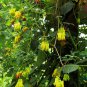 20 Golden Locket Vine Bleeding Heart Dactylicapnos Seeds
