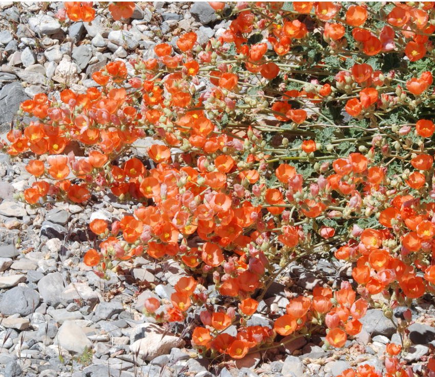 25 Native Apricot Desert Globemallow Sphaeralcea Seeds | Free Download ...