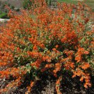 25 Native Apricot Desert Globemallow Sphaeralcea Seeds 25 Native Apricot Desert Globemallow Sphaeralcea Seeds