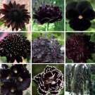 Dark Near Black Shades Monochromatic Flower Seed Collection Dark Near Black Shades Monochromatic Flower Seed Collection
