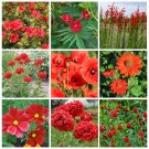 Red Shades Monochromatic Flower Seed Collection Red Shades Monochromatic Flower Seed Collection