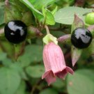 15 Wild Belladonna Nightshade Atropa Seeds 15 Wild Belladonna Nightshade Atropa Seeds