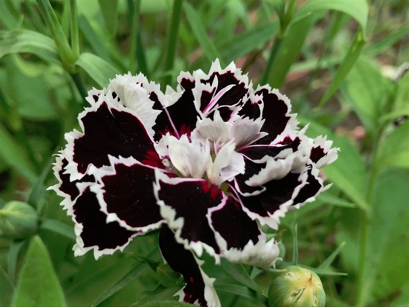 30 Carnation Black And White Minstrel Dianthus Seeds