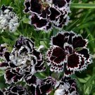 30 Carnation Black And White Minstrel Dianthus Seeds 30 Carnation Black And White Minstrel Dianthus Seeds
