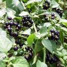 50 Heirloom Garden Huckleberry Solanum Seeds