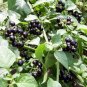 50 Heirloom Garden Huckleberry Solanum Seeds