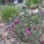 15 Hardy Cane Cholla Chain Link Cactus Cylindropuntia Seeds