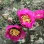 15 Hardy Cane Cholla Chain Link Cactus Cylindropuntia Seeds