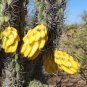 15 Hardy Cane Cholla Chain Link Cactus Cylindropuntia Seeds