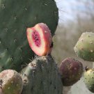 25 Xoconostle Sour Cactus Opuntia Seeds