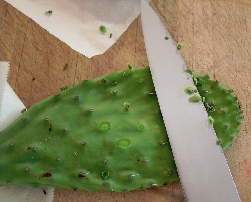 3 Nopal Cactus Prickly Pear Hardy Opuntia Pad Cuttings