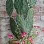 3 Nopal Cactus Prickly Pear Hardy Opuntia Pad Cuttings