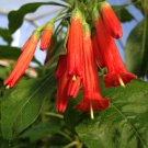 10 Red Mini Angel Trumpet Relative Iochroma Seeds 10 Red Mini Angel Trumpet Relative Iochroma Seeds