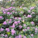 60 Native California Rosebay Rhododendron Seeds 60 Native California Rosebay Rhododendron Seeds