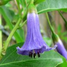 10 Blue Mini Angel Trumpet Relative Iochroma Seeds 10 Blue Mini Angel Trumpet Relative Iochroma Seeds