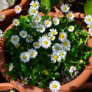 100 Miniature Dwarf English Daisy Bellis Seeds