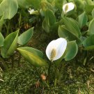 40 Wild Calla Lily White Hardy Calla Seeds 40 Wild Calla Lily White Hardy Calla Seeds