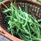 40 Heirloom Mougri Rat Tail Radish Raphanus Seeds