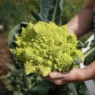 80 Italian Heirloom Romanesco Broccoli Brassica Seeds