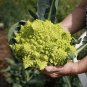 80 Italian Heirloom Romanesco Broccoli Brassica Seeds