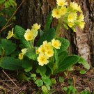 40 Wild Yellow Cowslip Primula Seeds 40 Wild Yellow Cowslip Primula Seeds