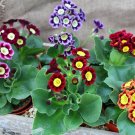 30 Harlequin Primrose Mix Primula Seeds 30 Harlequin Primrose Mix Primula Seeds