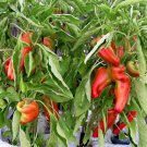 30 Argentina Heirloom Giant Aconcagua Sweet Pepper Organic Seeds