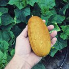 25 Indian Heirloom Poona Kheera Cucumber Cucumis Seeds