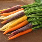 80 Organic OP Rainbow Carrots Daucus Seeds